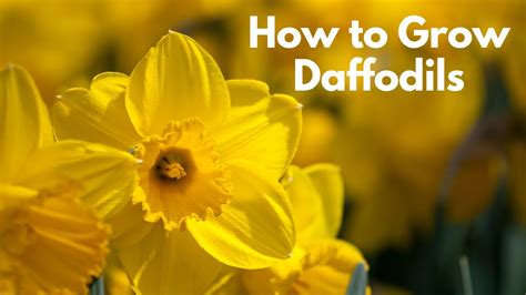 Daffodil Planting Guide How To Plant Daffodil Bulbs Longfield