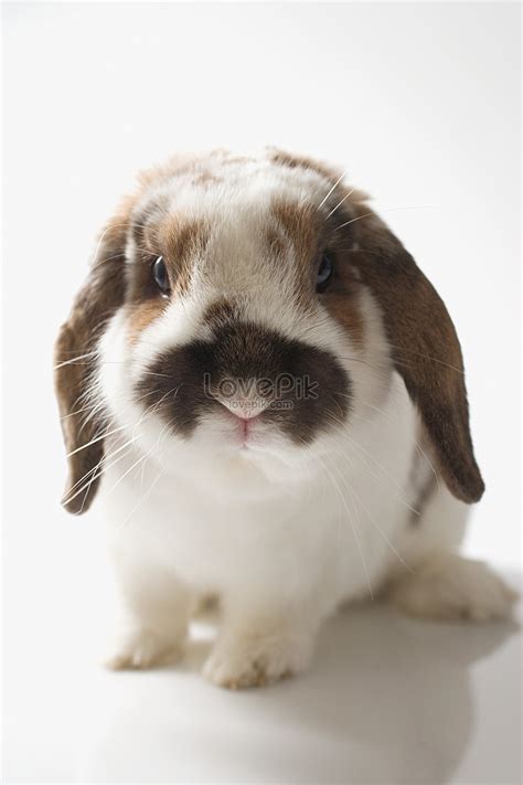 Lop Eared Rabbit Picture And Hd Photos Free Download On Lovepik
