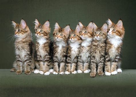 The 11 Cutest Kitten Photos Weve Ever Seen Vetstreet Vetstreet