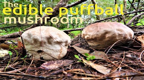 Puffball Mushrooms Edible Calvatia Cyathiformis Purple Spored