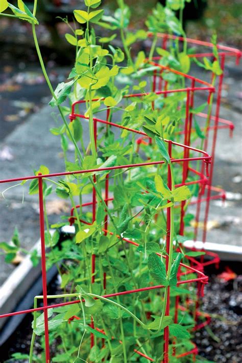 Expandable Pea Trellis Pea Trellis Diy Trellis Cucumber Trellis Diy