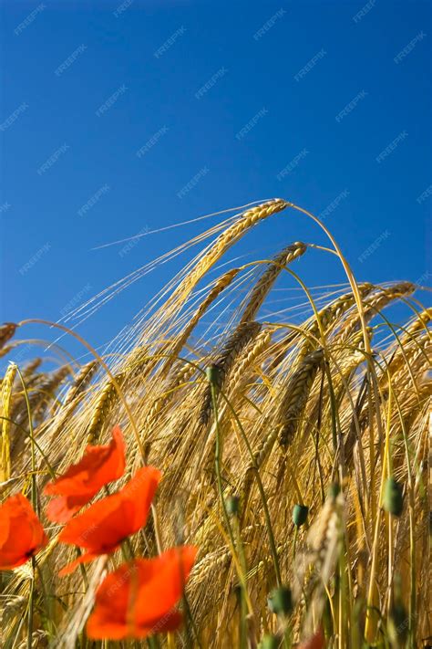 Premium Photo Barley Field With Poppies Hordeum Distichum