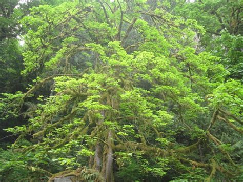 Broadleaf Maple Trees Vancouver Island Bc