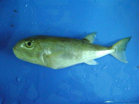 Ikan buntal ini berbeda jenis dengan kemarin. Ginanjar Pratama: ikan buntal sebagai lauk di Cirebon