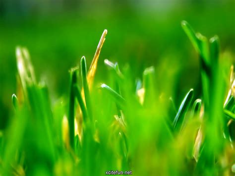 Lush Green Nature Photographic Best Lcd Desktop Wallpapers