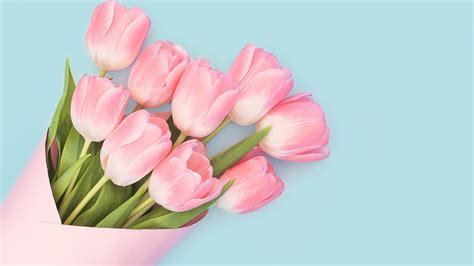 Free Download Beautiful Pink Tulips Flower Wallpaper For Desktop And