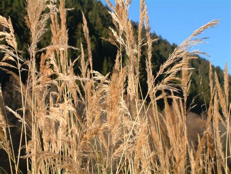 Dry Grass Free Photo Download Freeimages