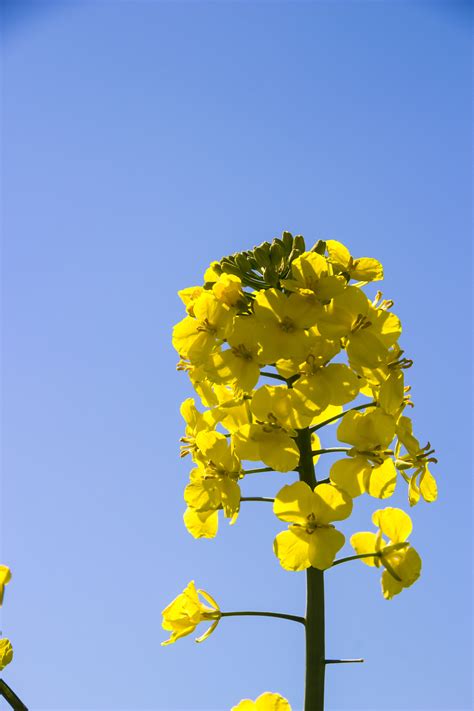 Wallpaper Sunlight Landscape Sky Branch Yellow Blossom Rapeseed