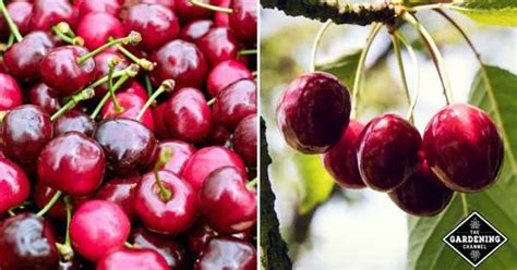 How To Grow Cherry Trees From Pits Gardening Channel