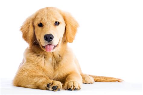 Miniature Golden Retriever Is The Comfort Retriever The Dog For You