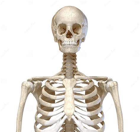 Human Anatomy Skeletal System Of The Torso Front View Stock