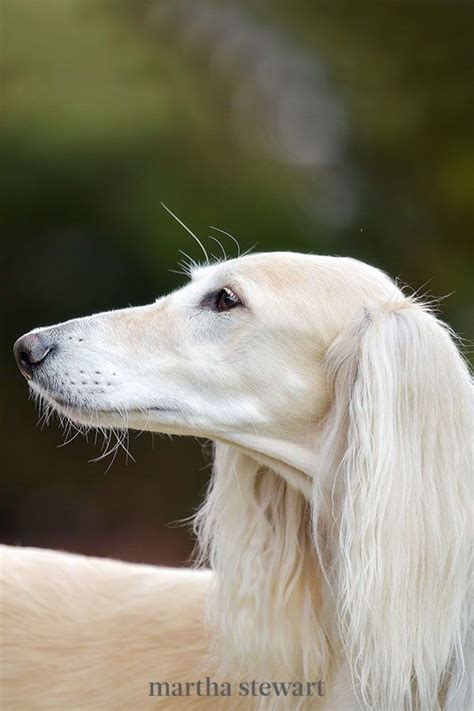 20 Of The Most Unusual And Unique Dog Breeds Artofit