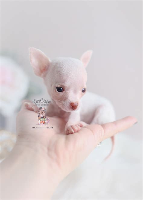 Teacup Chihuahua Breeders Fl Teacup Puppies And Boutique