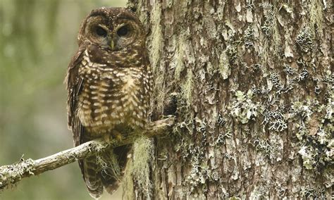 Anne Murray Is There Any Hope For The Spotted Owl Bcs
