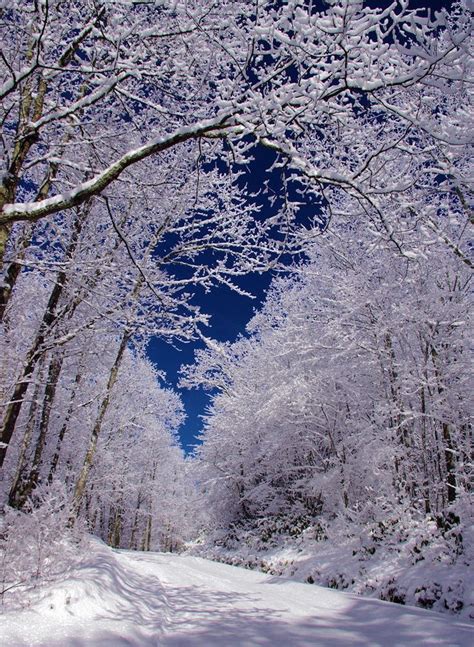 Beautiful But Cold Winter Scenes Vacation Trips Pisgah National Forest