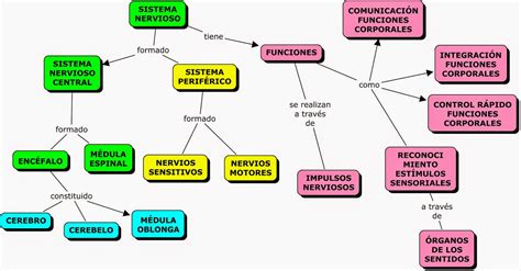 36 El Mapa Conceptual Del Sistema Muscular Png Mapa Mentos Images Images