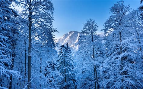 Download Wallpaper 2560x1600 Trees Mountain Snow Winter Widescreen