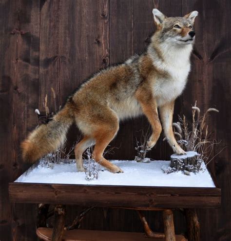 Coyotesnowlg 554×577 Pixels Coyote Mounts Hunting Painting