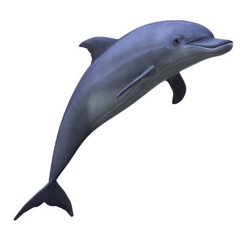 Dolphins Clipart Aquatic Animal Dolphins Aquatic Animal Transparent