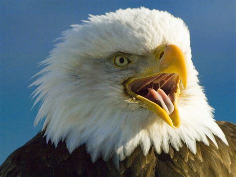 Rules Of The Jungle The Mighty Bald Eagle
