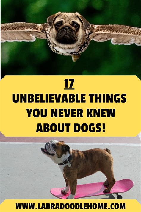 17 Unbelievable Things You Never Knew About Dogs