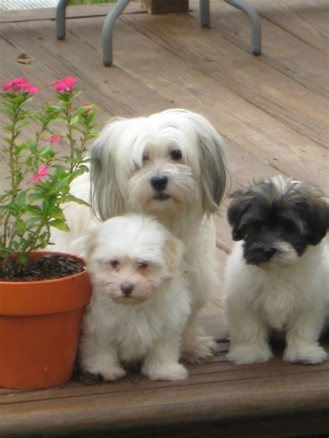 How Much Should I Expect To Pay For A Havanese Puppy Cogodi