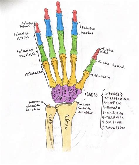 Anatomia Ossos Da Mão Resumo Anatomia I