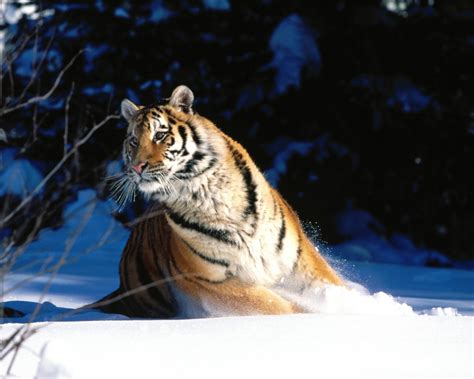 Wintery Scuddle Siberian Tiger Wallpapers In  Format For Free Download