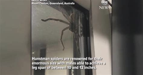 Gigante araña aparece en casa en Australia Videos Metatube