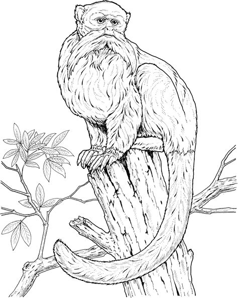 Monkeys are energetic and mischievous creatures, and their nature appeals to children. Monkey Coloring Pages