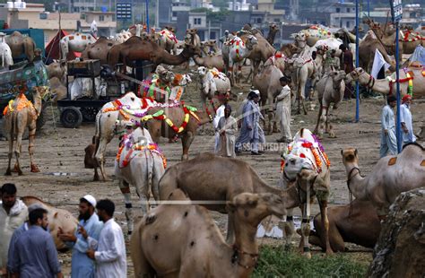 Pakistan Eid Al Adha Buy Photos Ap Images Detailview