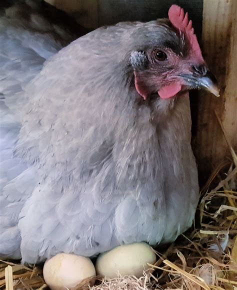 Hatching Eggs Under A Broody Hen Fresh Eggs Daily With Lisa Steele