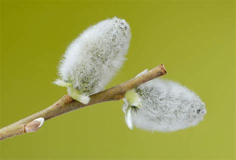 2 Gallon Pot French Pussy Willow Shrub Catkins Great For