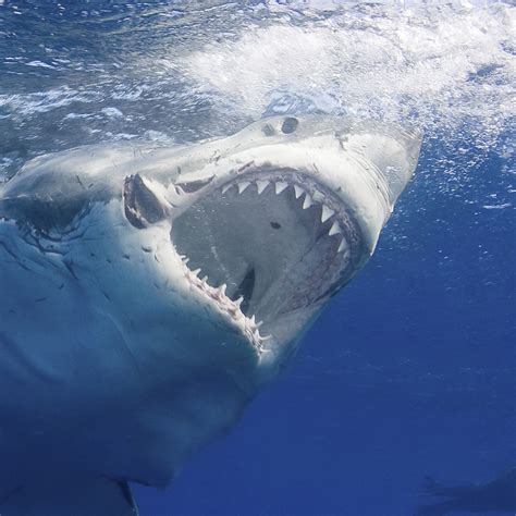 Great White Shark Teeth Adaptations Infouruacth