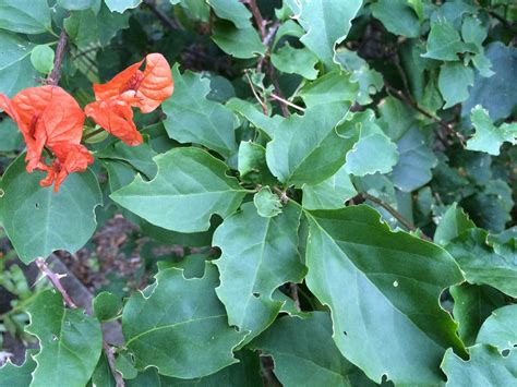 There are a number of bougainvillea species, including: How To Prevent Bougainvillea Looper Caterpillar Damage On ...