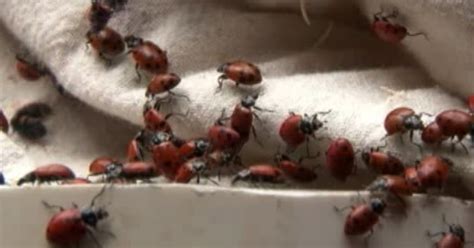 72 000 ladybugs released inside mall of america