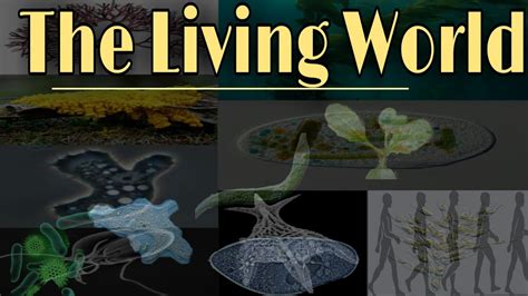 The Living World Part 1 Ncert Biology Class 11 Definition And