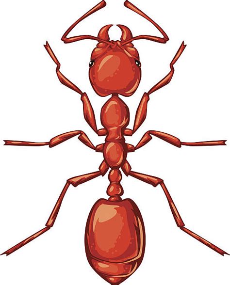 Fire Ant Illustrations Royalty Free Vector Graphics And Clip Art Istock