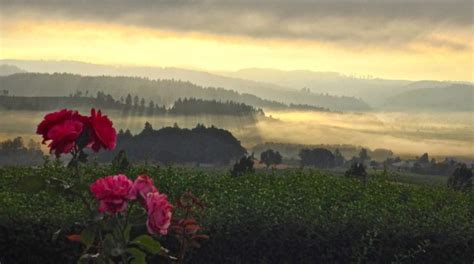 The Remote Winery In Oregon Thats Picture Perfect For A Day Trip