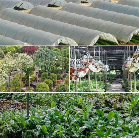 Polyhouse Plant Nursery Setup And Management Gardening Tips