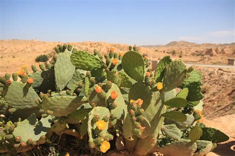 Sahara Desert Desert Landscaping Desert Plants Desert Animals