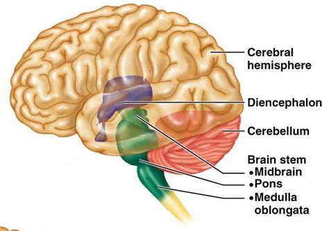 Cerebellum Anatomy Location And Function Neet Pg Medicaltalk