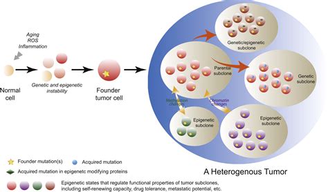 Cancer Epigenetics Tumor Heterogeneity Plasticity Of Stem Like States