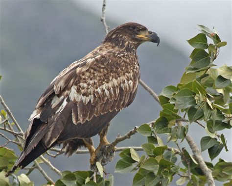 Three basic ways to identify hawks, eagles, falcons, and other raptors. Hawk That Looks Like Bald Eagle