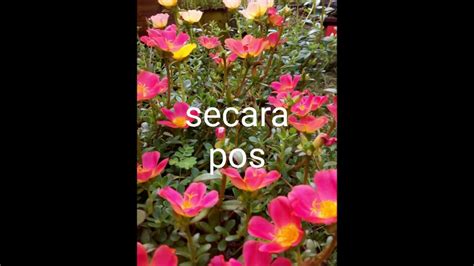 Refine your search for bunga ros jepun. Bunga ros jepun,pelbagai warna - YouTube