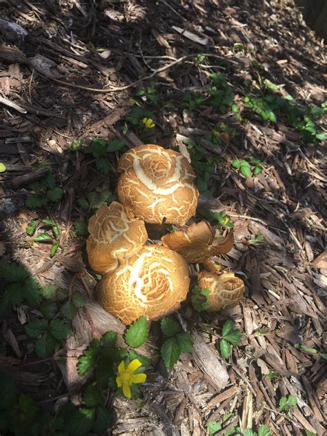 Help Identifying West Virginia Backyard Mushrooms Rmushroomhunting