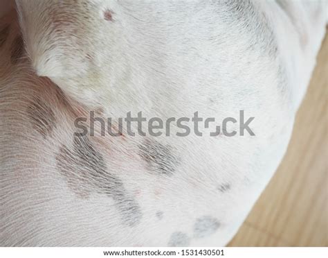 Yeast Infection Found Dog Skin Stock Photo Edit Now 1531430501