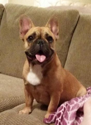 Your french bulldog will require tons of attention from you as these dogs thirst for it and do not tolerate long periods alone well. akc french bulldog for sale for Sale in Jemison, Alabama ...