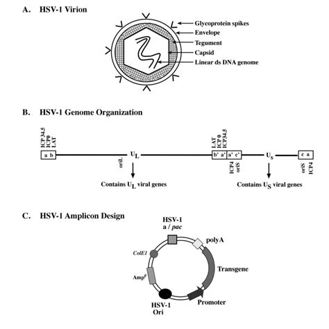 Viruses Free Full Text Herpes Virus Amplicon Vectors