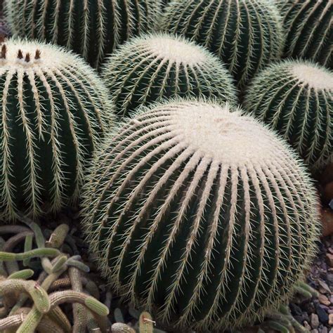 The high altitude andean dwarf. how to make a cactus flower #YourPinterestLikes | Barrel ...
